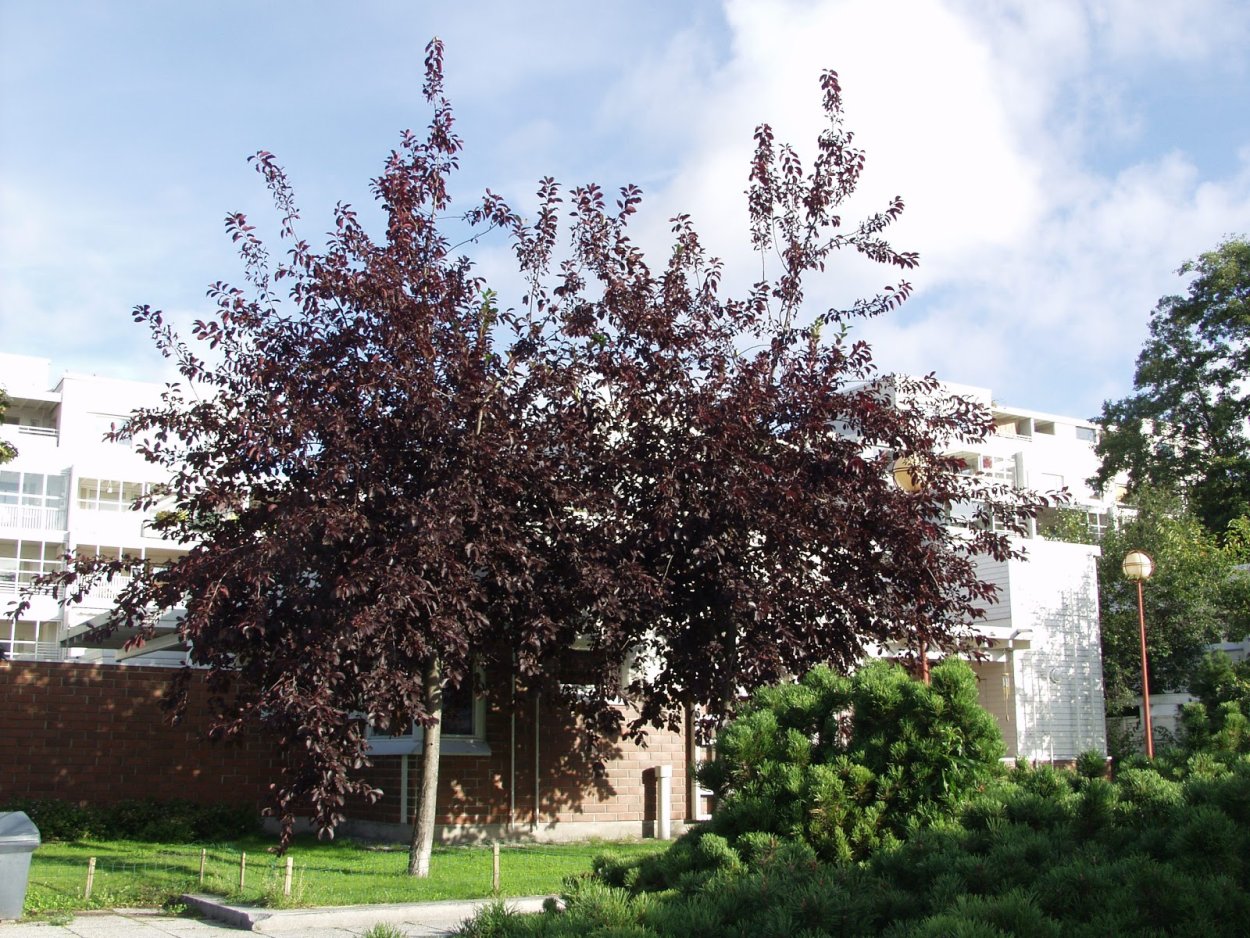 Черёмуха Шуберт краснолистная