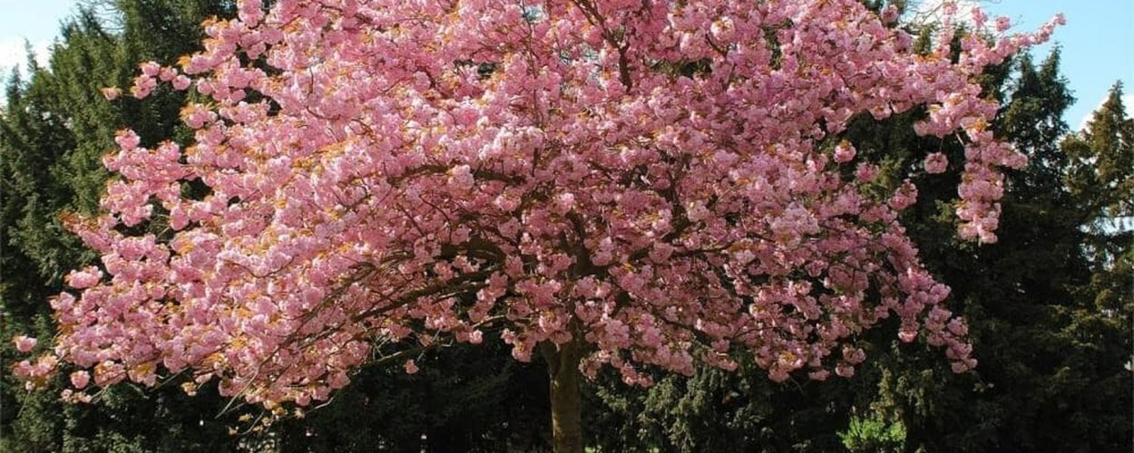 Черемуха обыкновенная Шуберта с 15