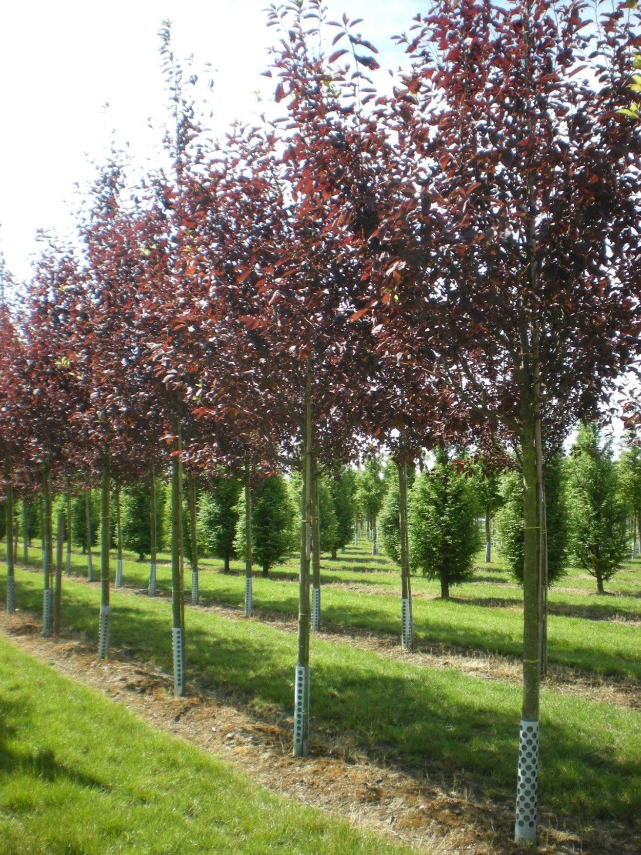 Черемуха виргинская Prunus virginiana