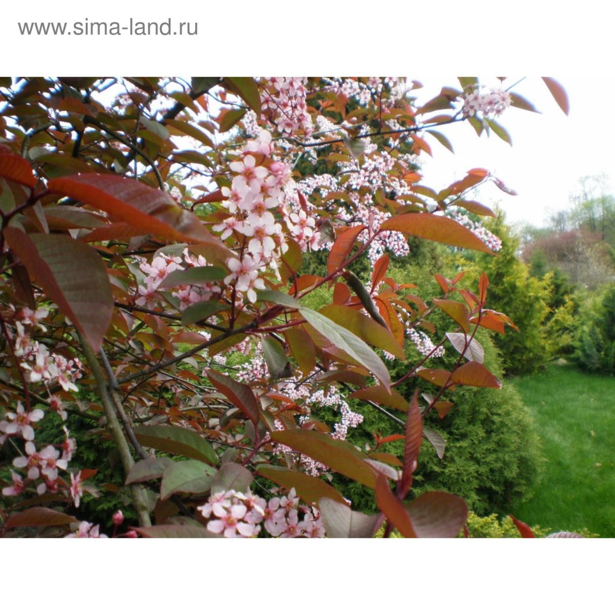 Черемуха краснолистная