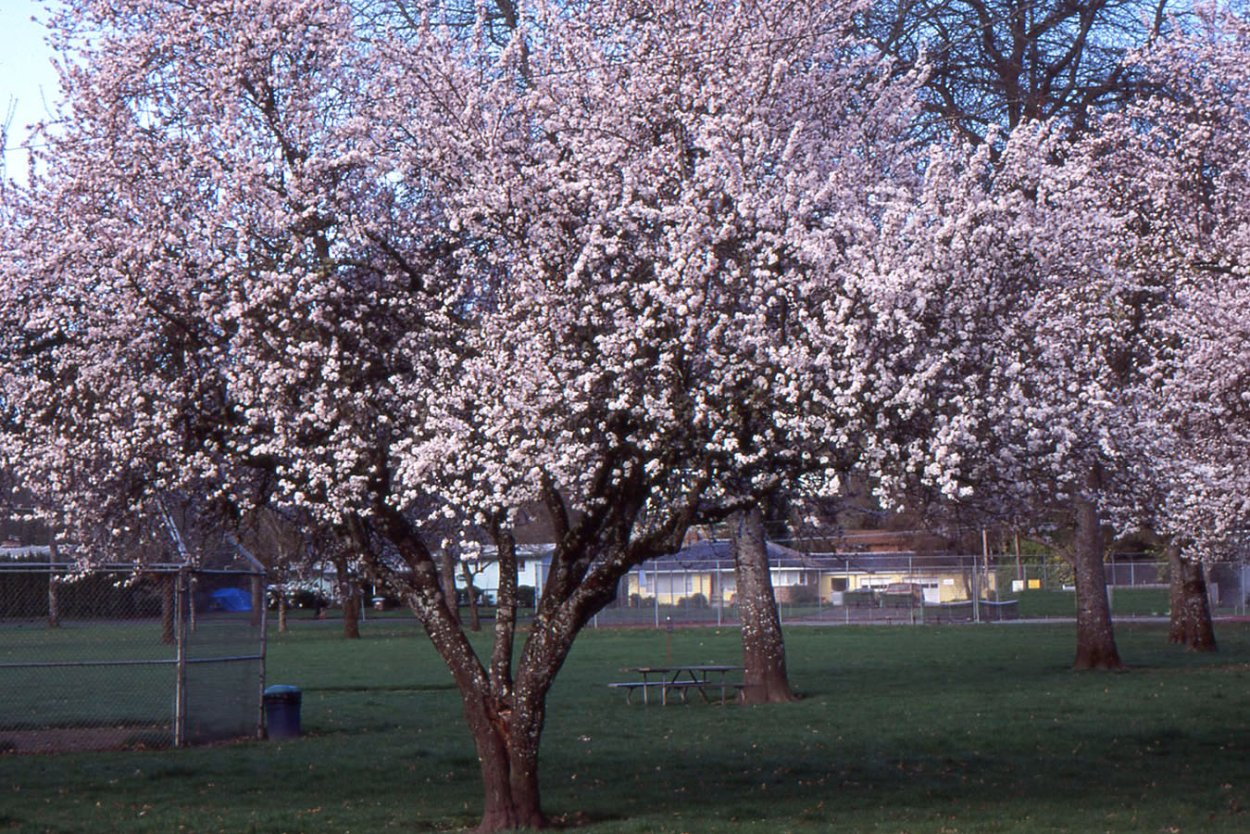 Prunus Americana дерево
