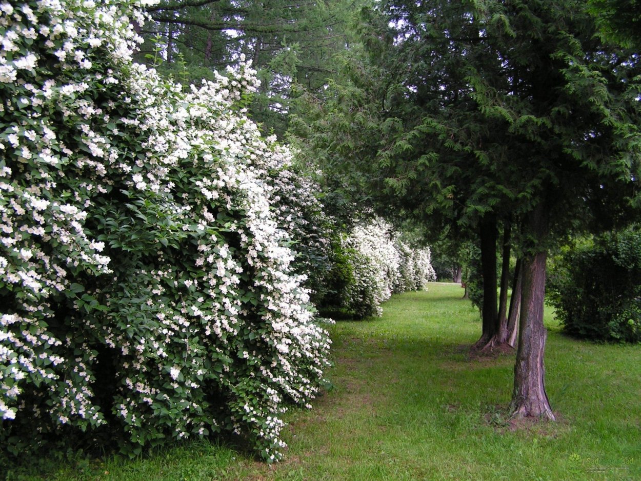 Жасмин чубушник Живая изгородь