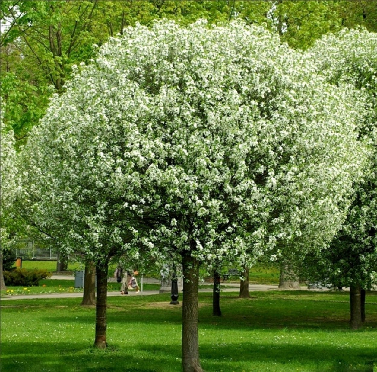 Вишня кустарниковая Умбракулифера