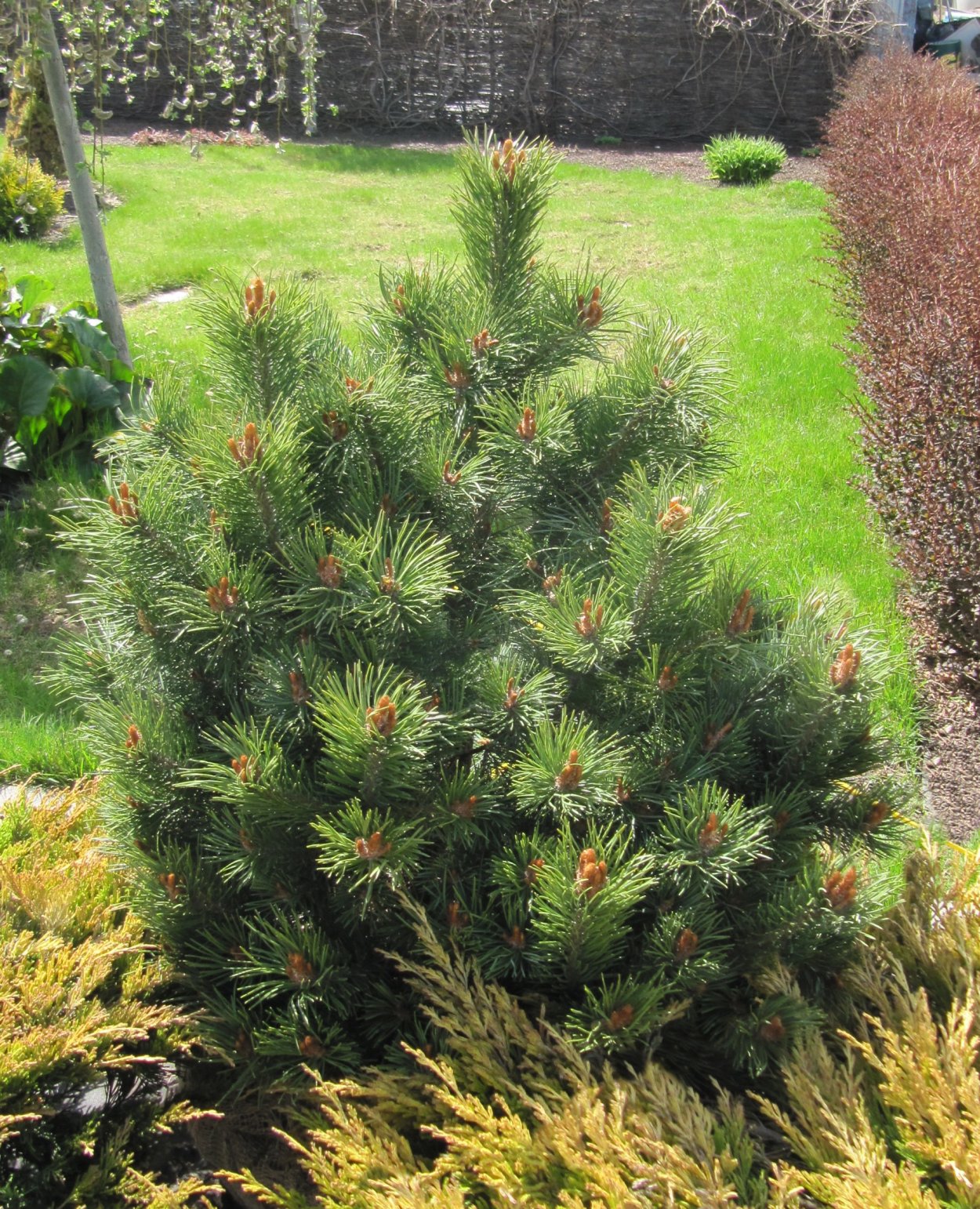 Pinus Sylvestris 'Ødegård'
