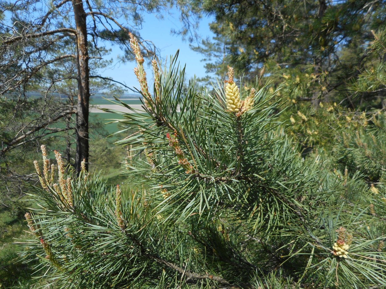 Сосна обыкновенная Pinus