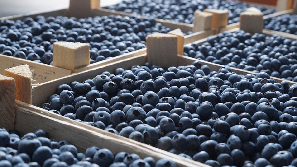 Голубика на рынке