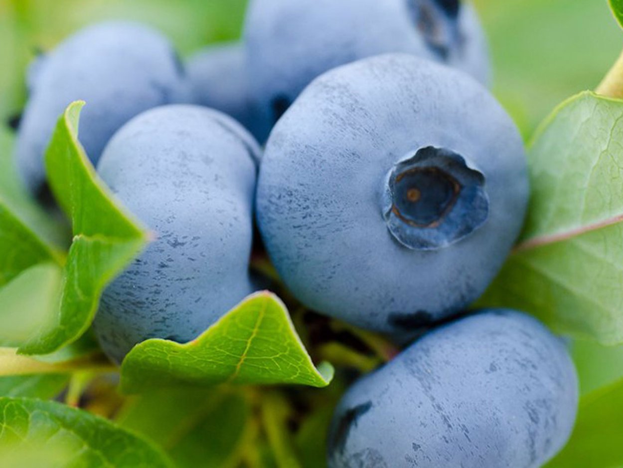 Голубика Arto