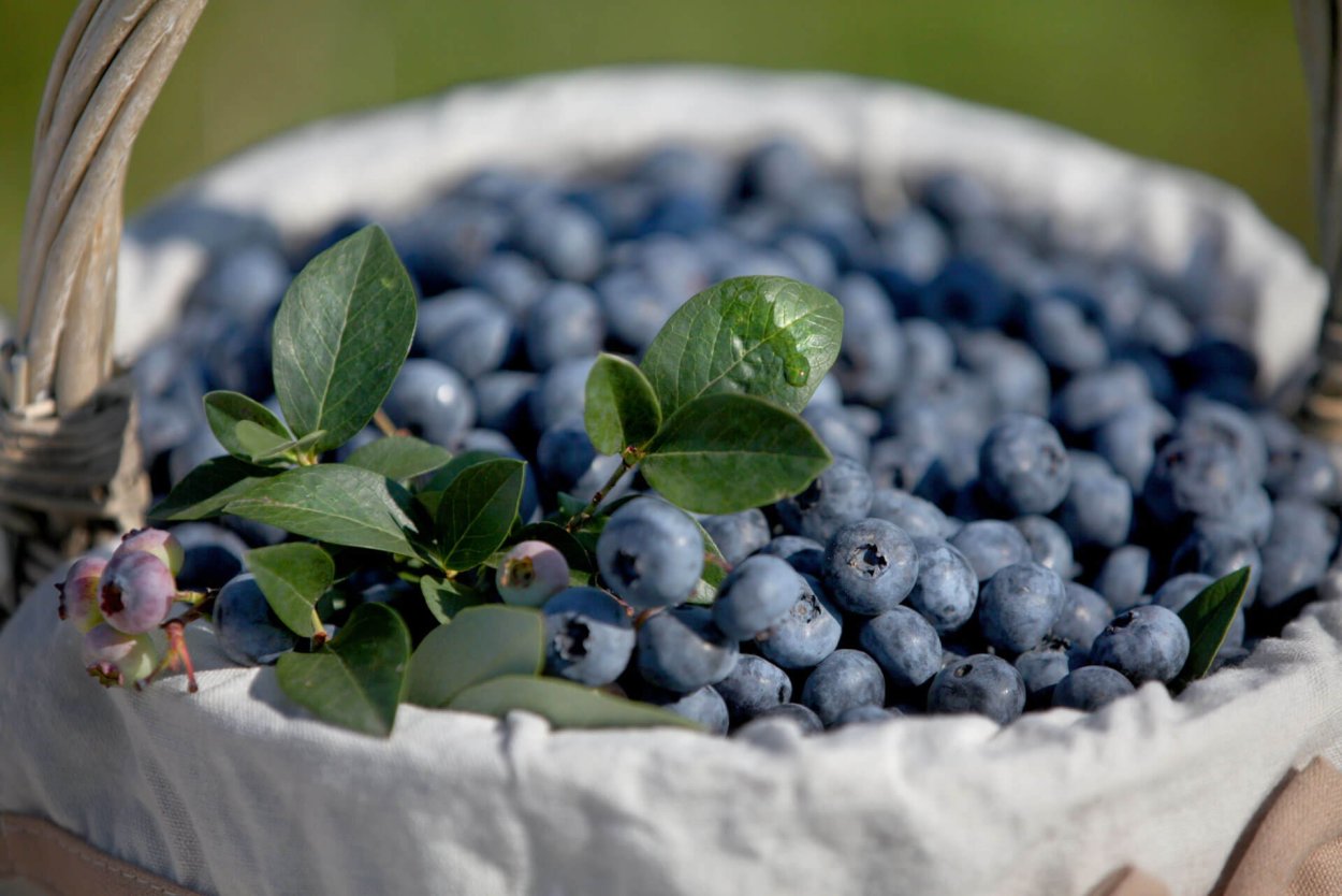 Голубика карельская