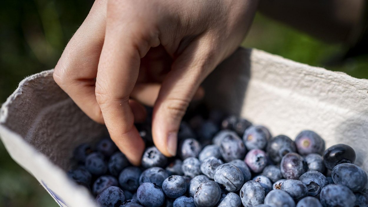 Август голубика