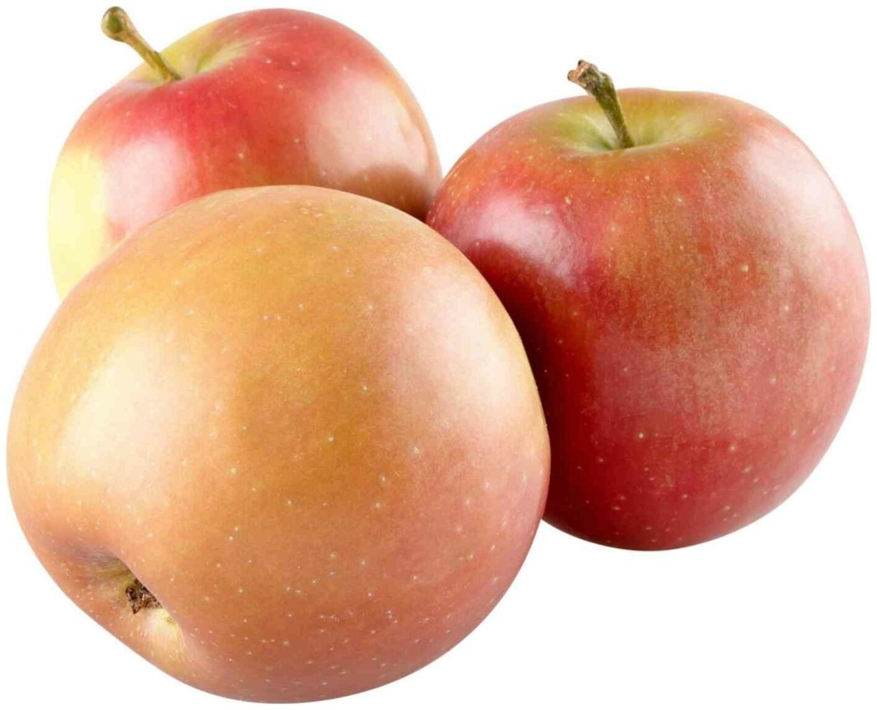 Яблоки Бреберн фото