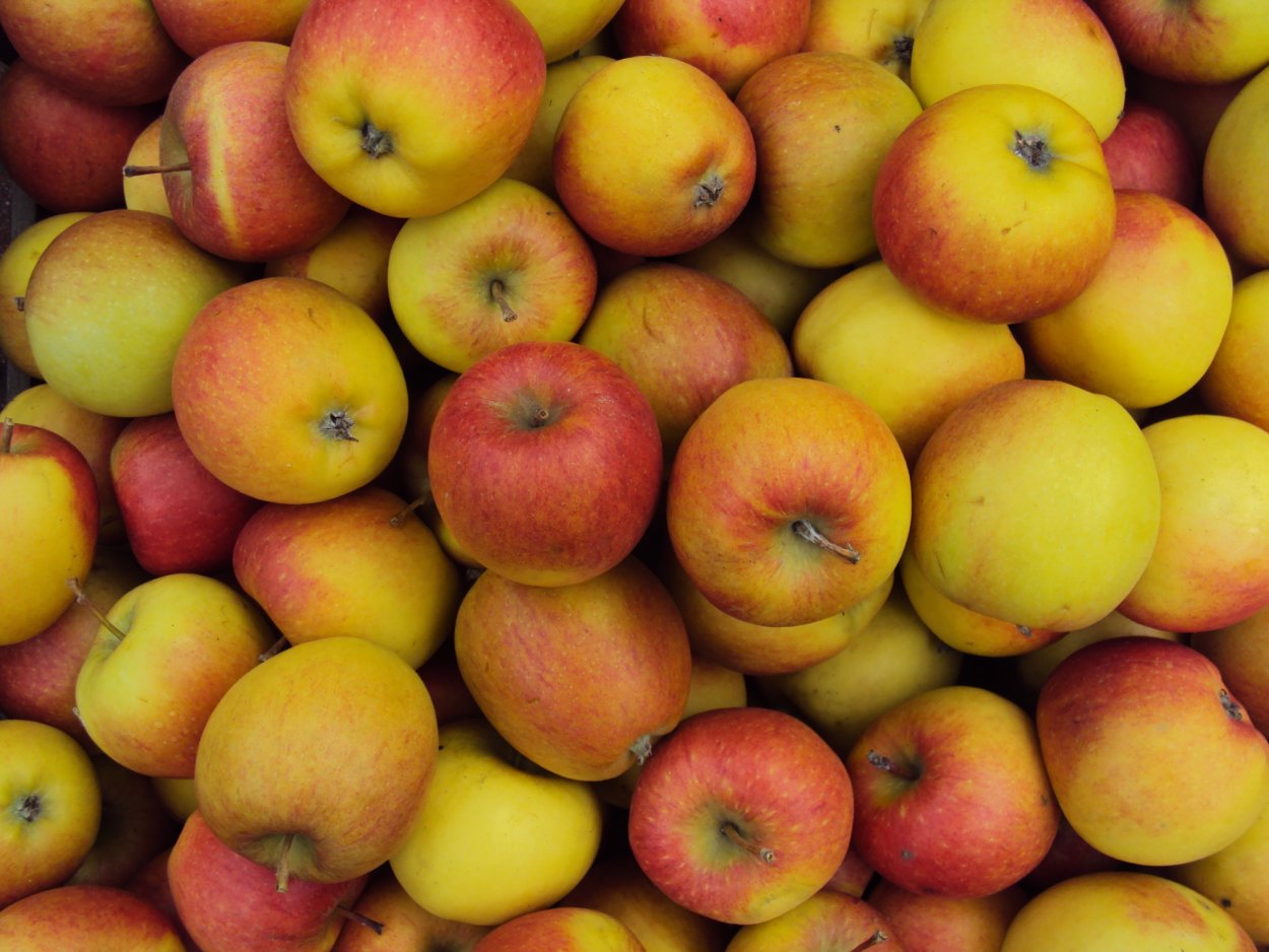 Брейберн сорт яблок