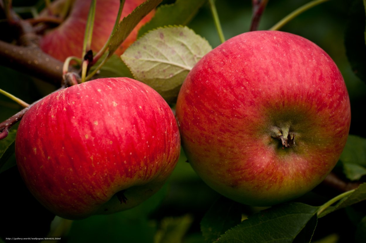 Яблоки на природе