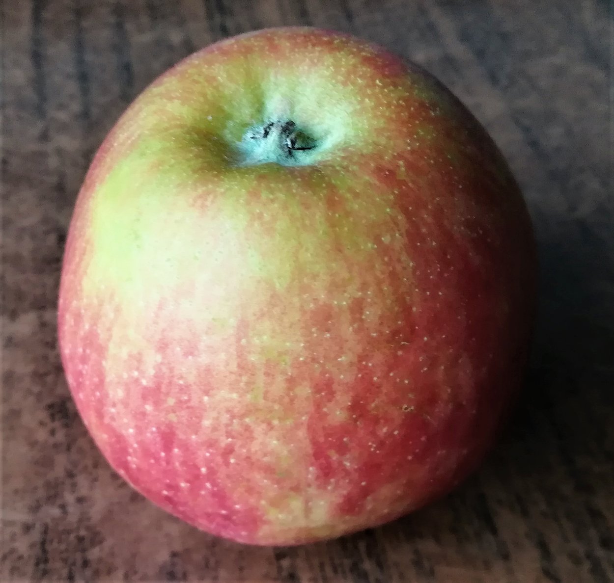 Яблоня сорт Витязь