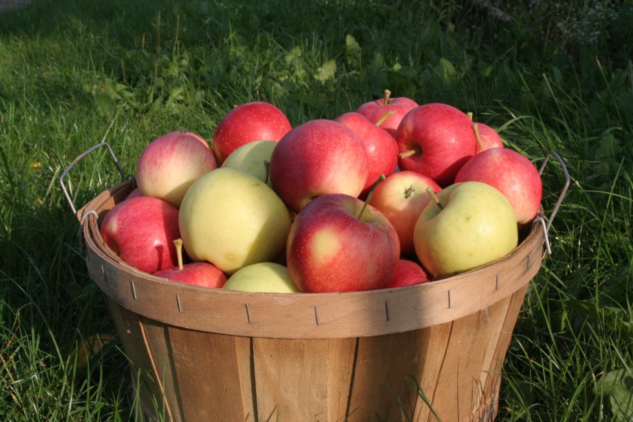 Ведерко с яблоками