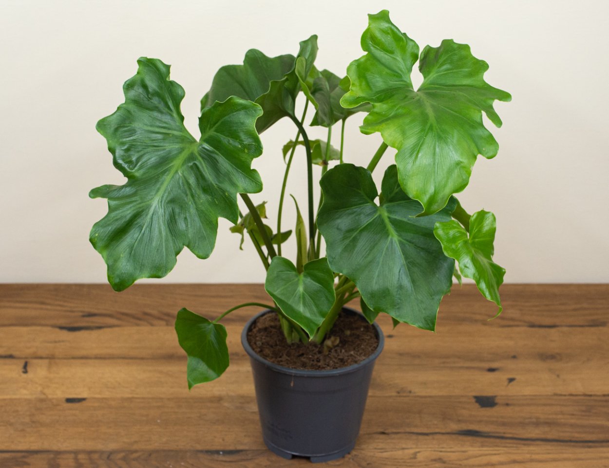 Филодендрон Шангри ла взрослое растение