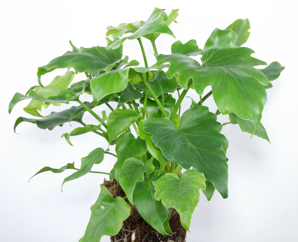 Филодендрон bipinnatifidum