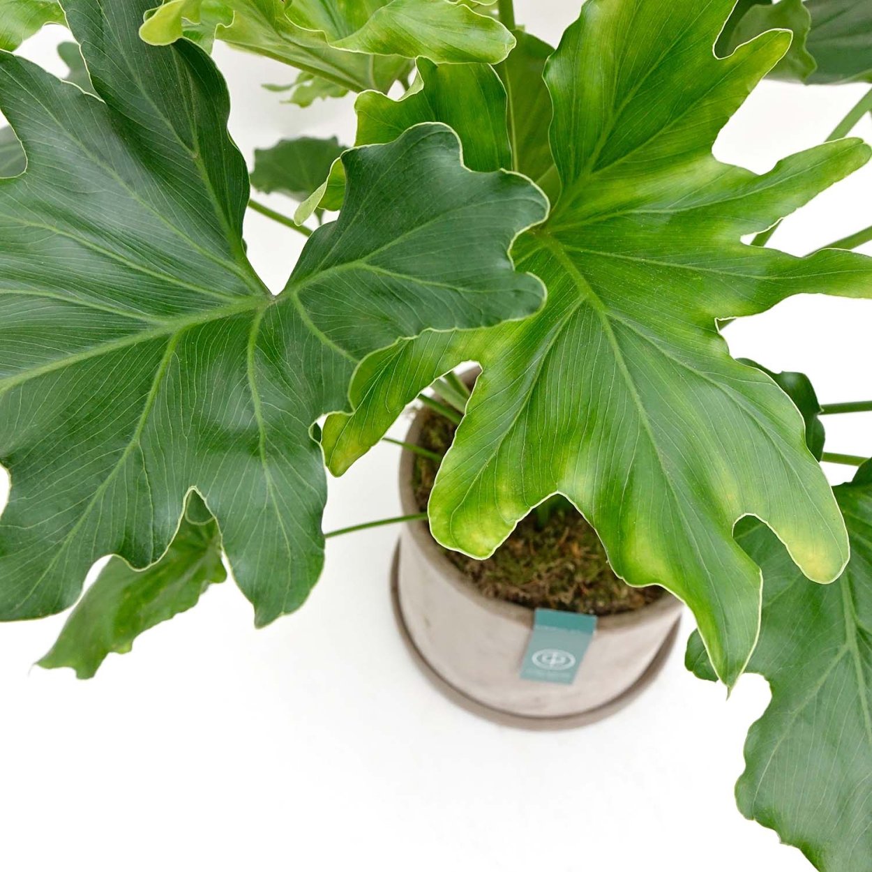 Филодендрон Шангри