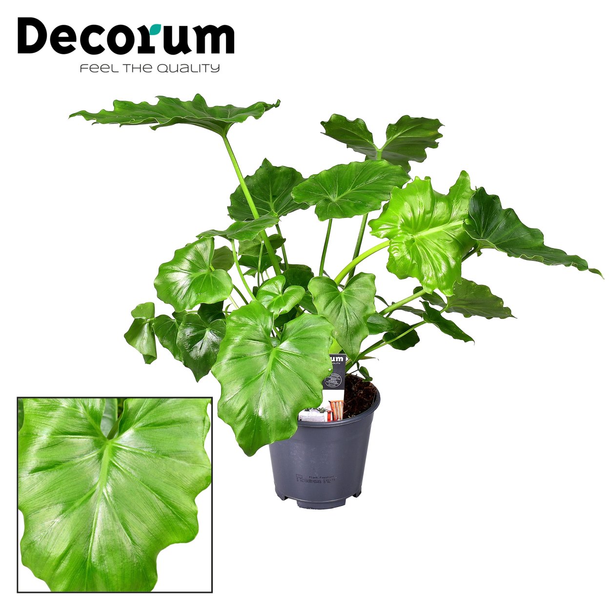 Филодендрон Шангрилан