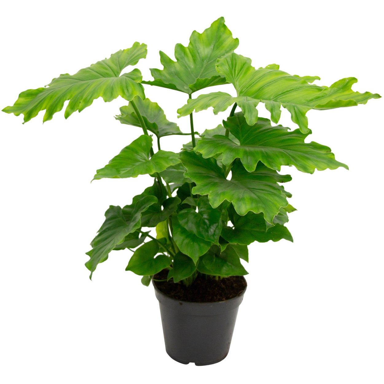 Филодендрон Fuzzy petiole