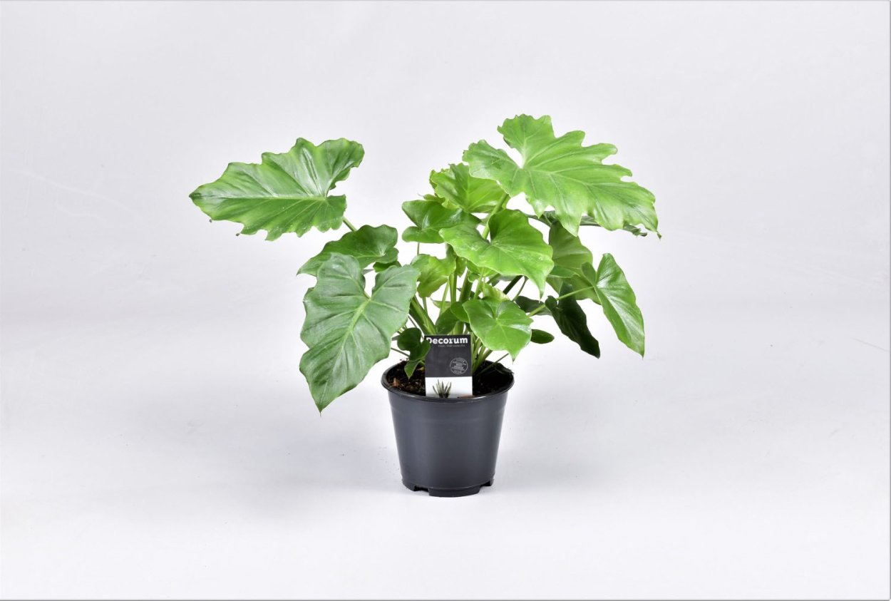 Филодендрон Селло Шангри ла