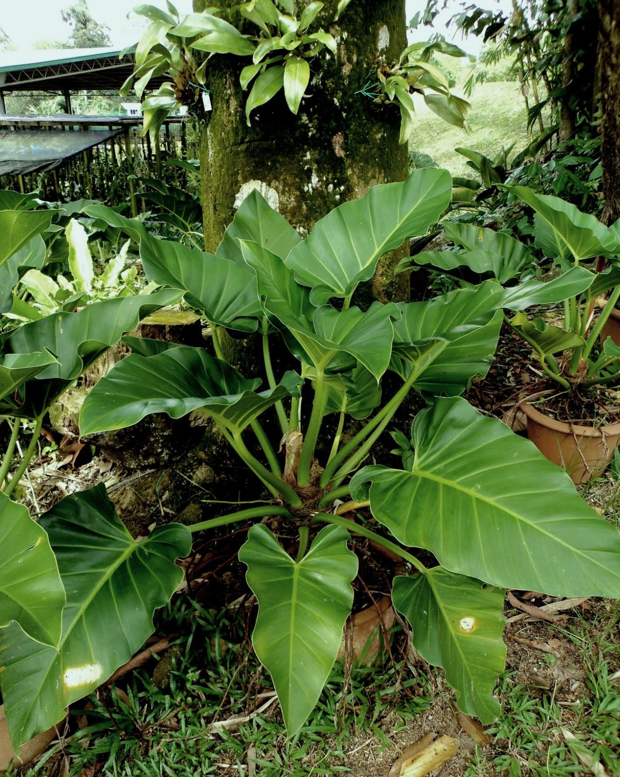 Филодендрон Шангри