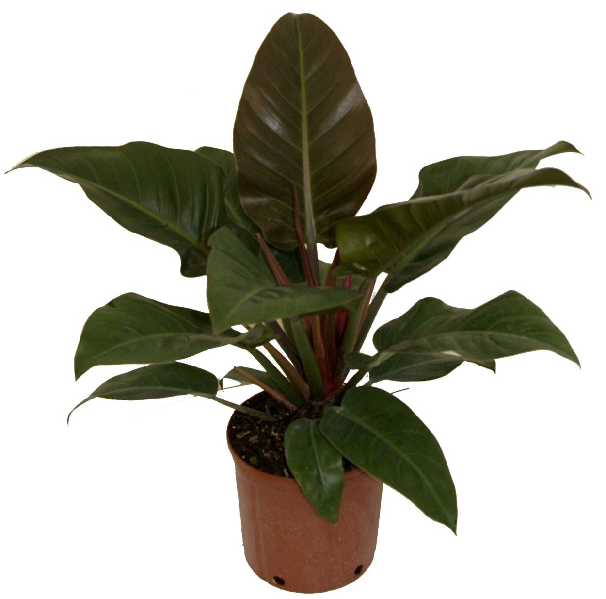 Филодендрон красноватый