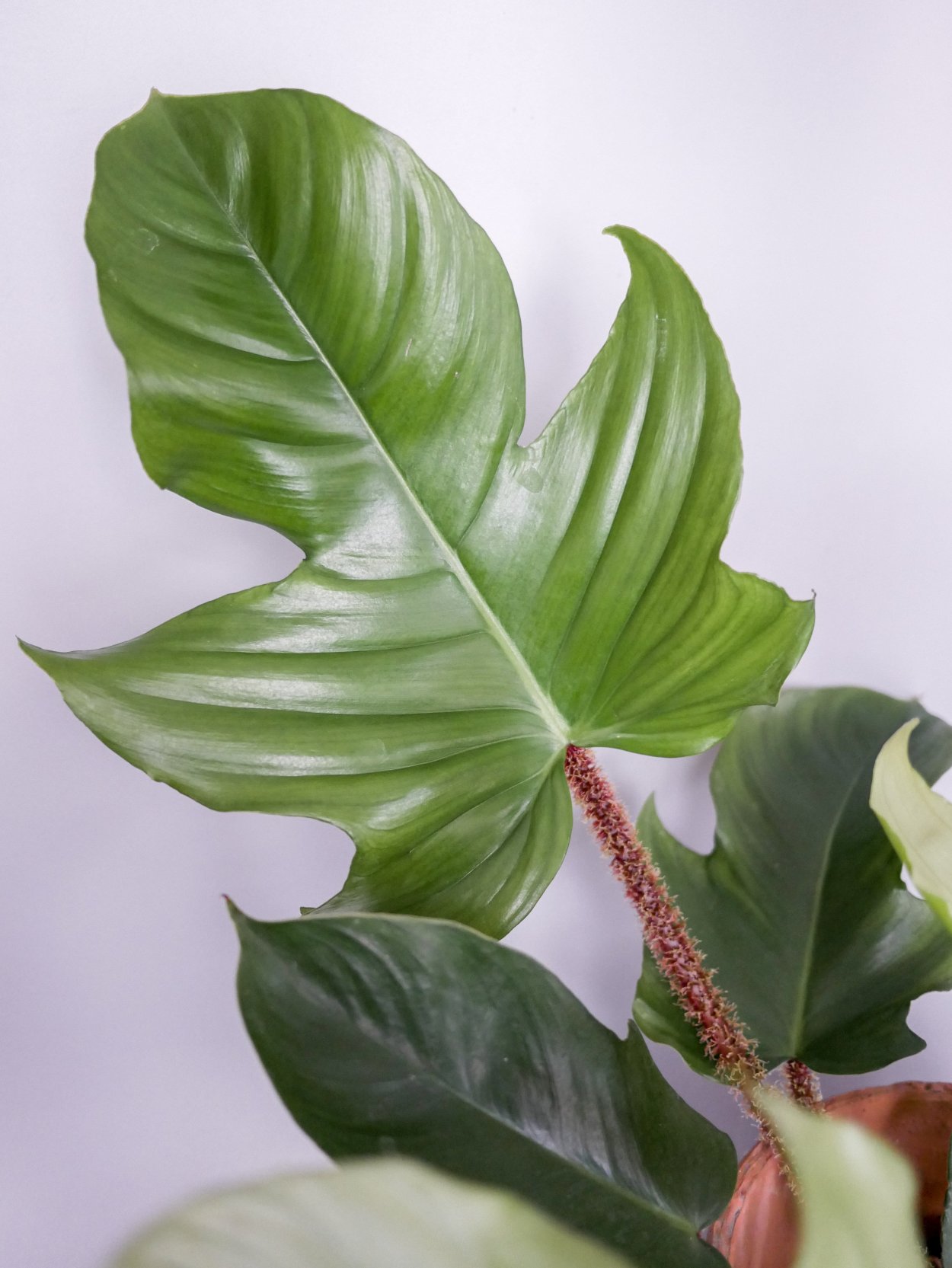 Филодендрон чешуеносный