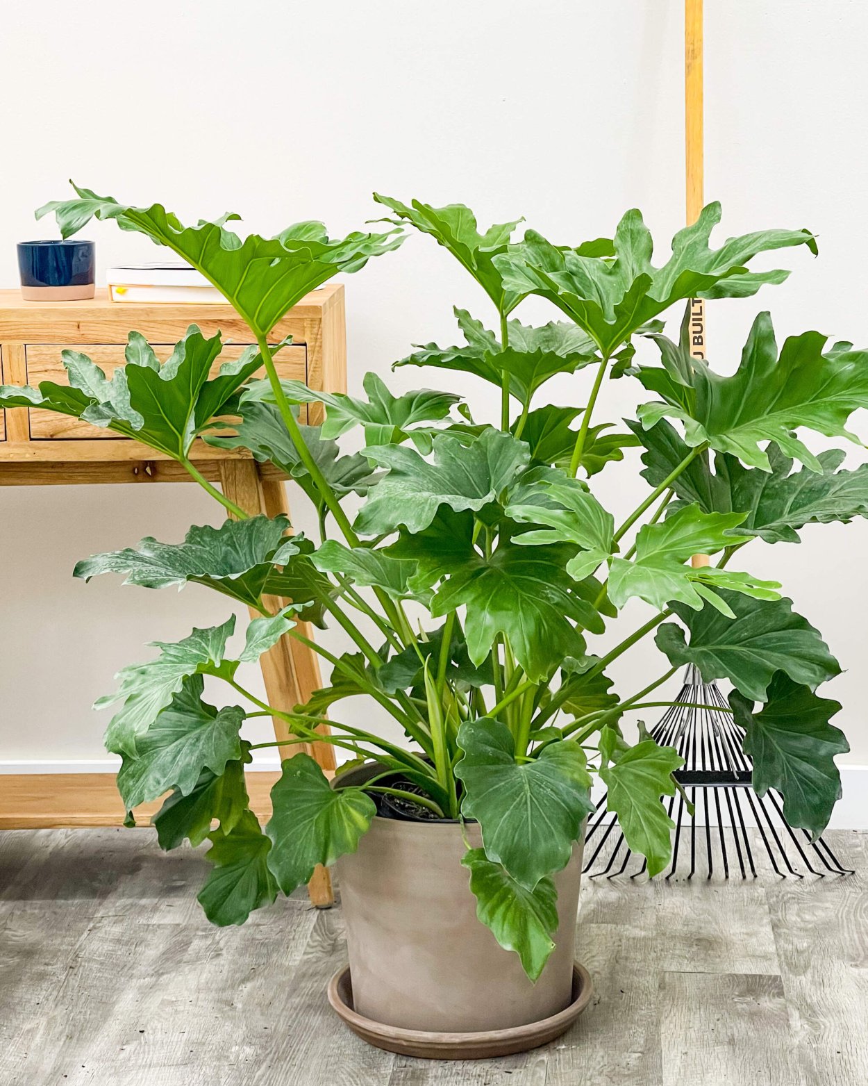 Филодендрон бипиннатифидум