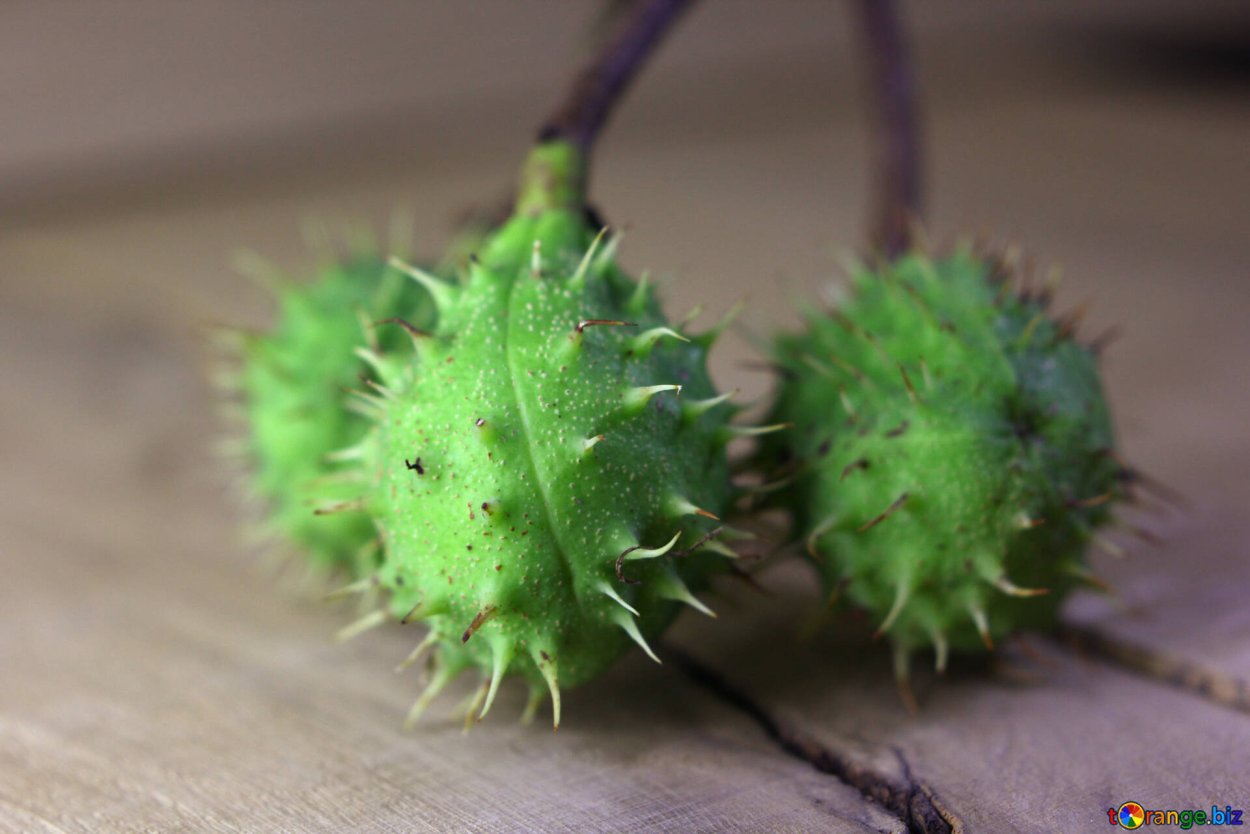 Каштан плод ШИПАСТЫЙ