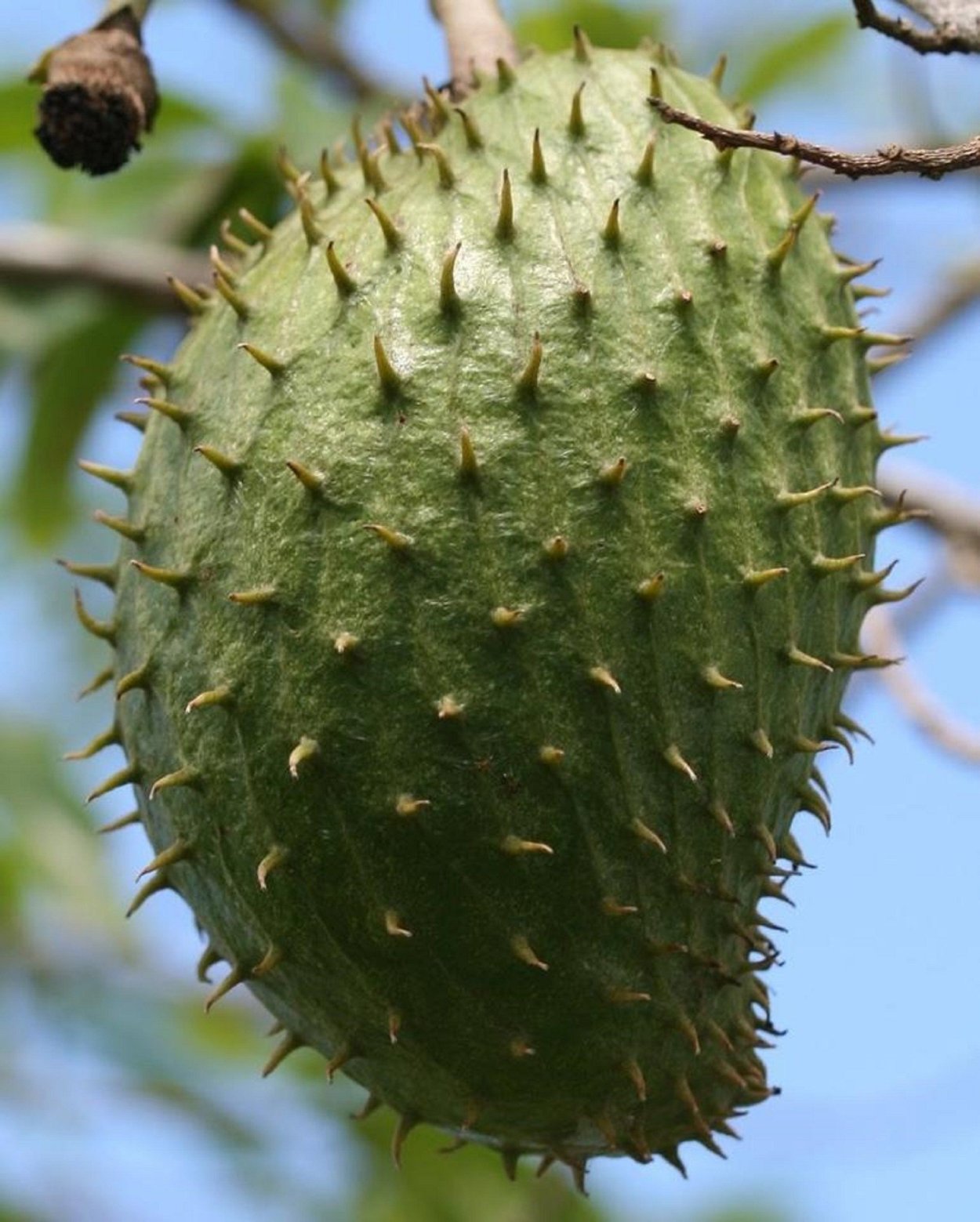 Саусеп и дуриан