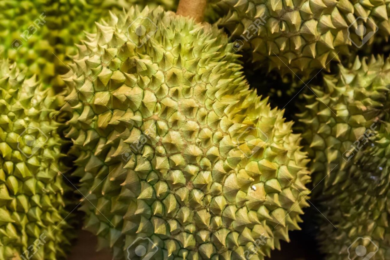 Король фруктов дуриан фото