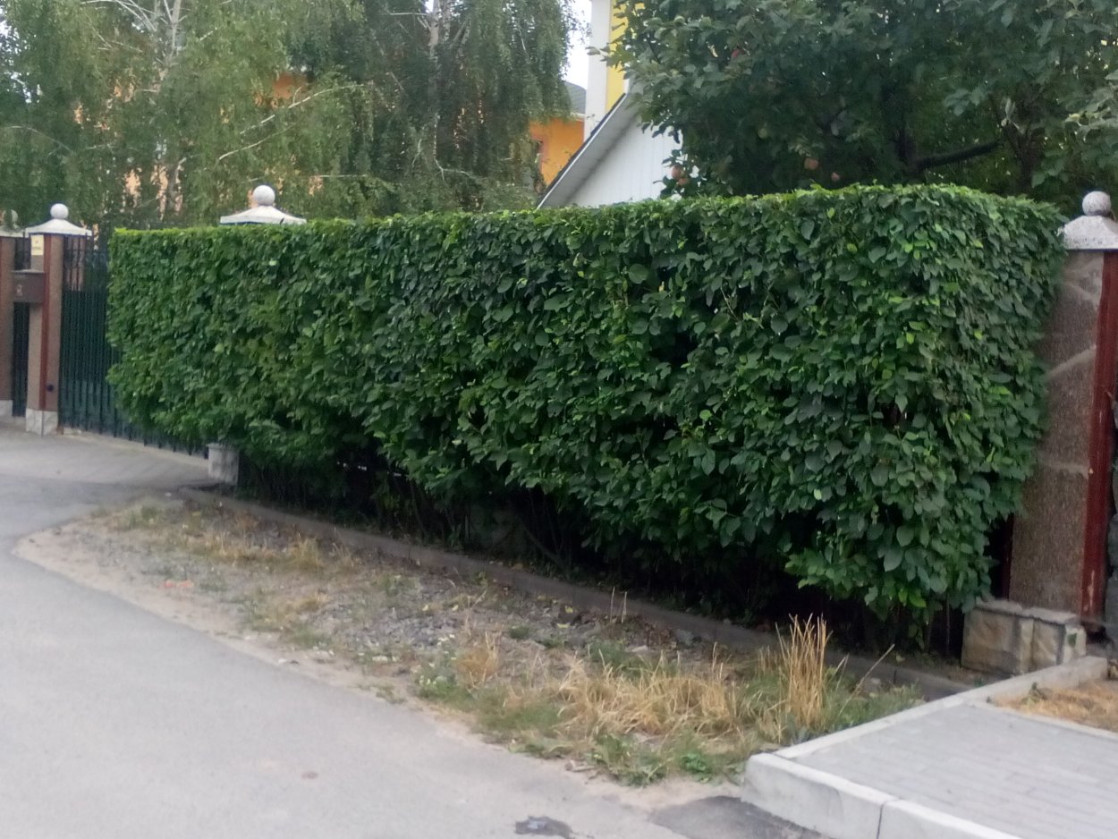 Боярышник сливолистный Живая изгородь