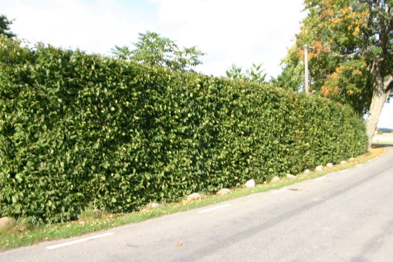 Carpinus betulus изгородь