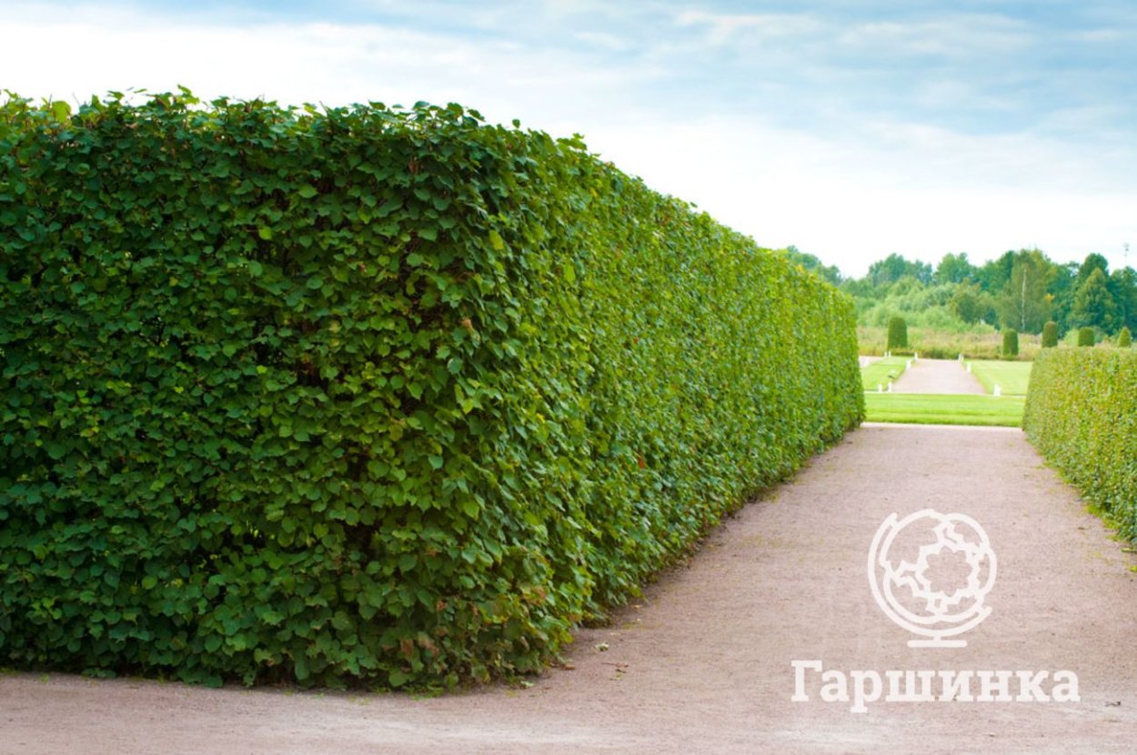 Боярышник сливолистный Живая изгородь