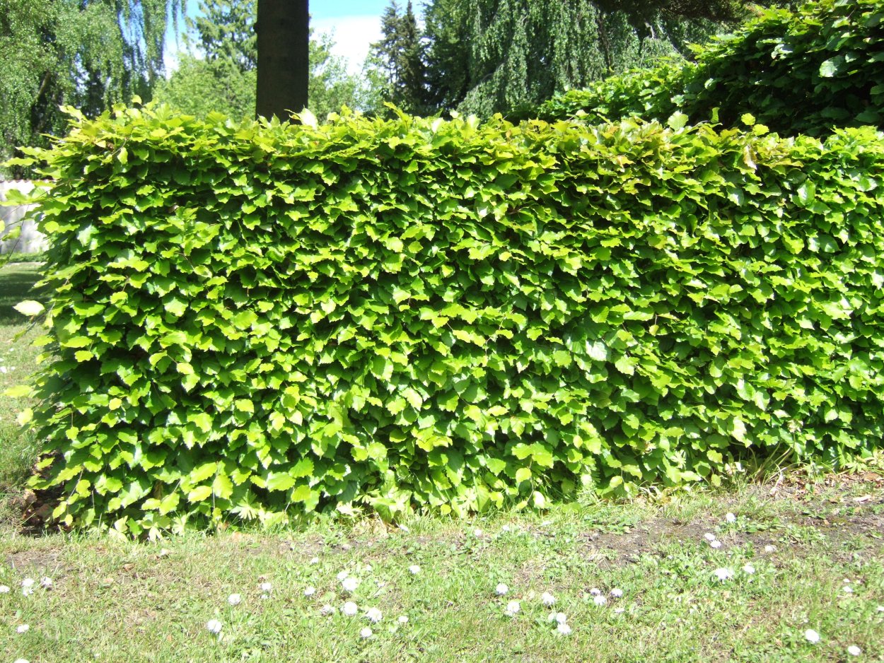 Боярышник однопестичный изгородь