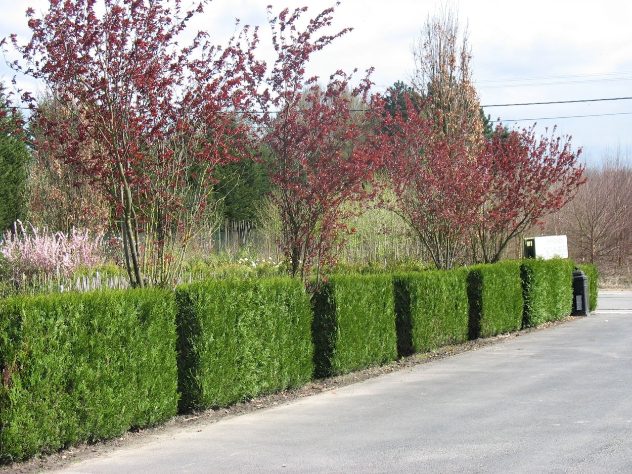 Клен Гиннала Живая изгородь