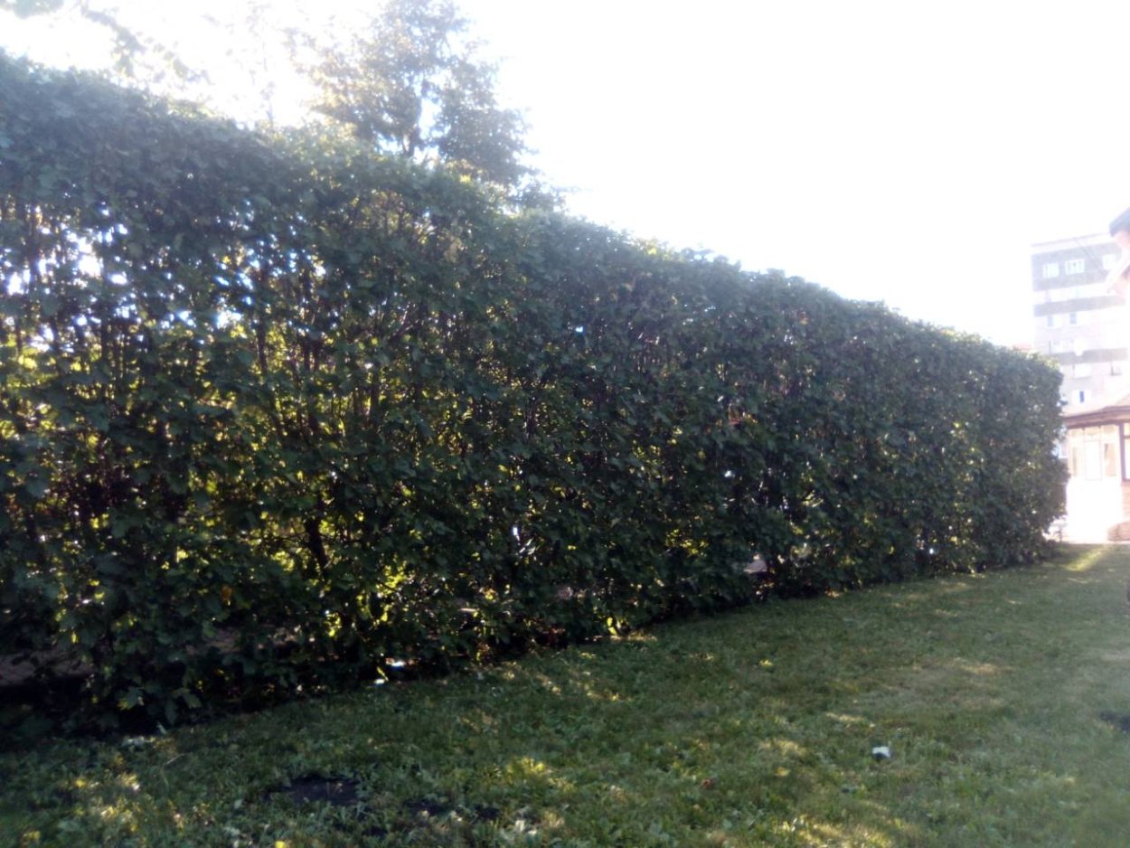 Бузина черная Живая изгородь