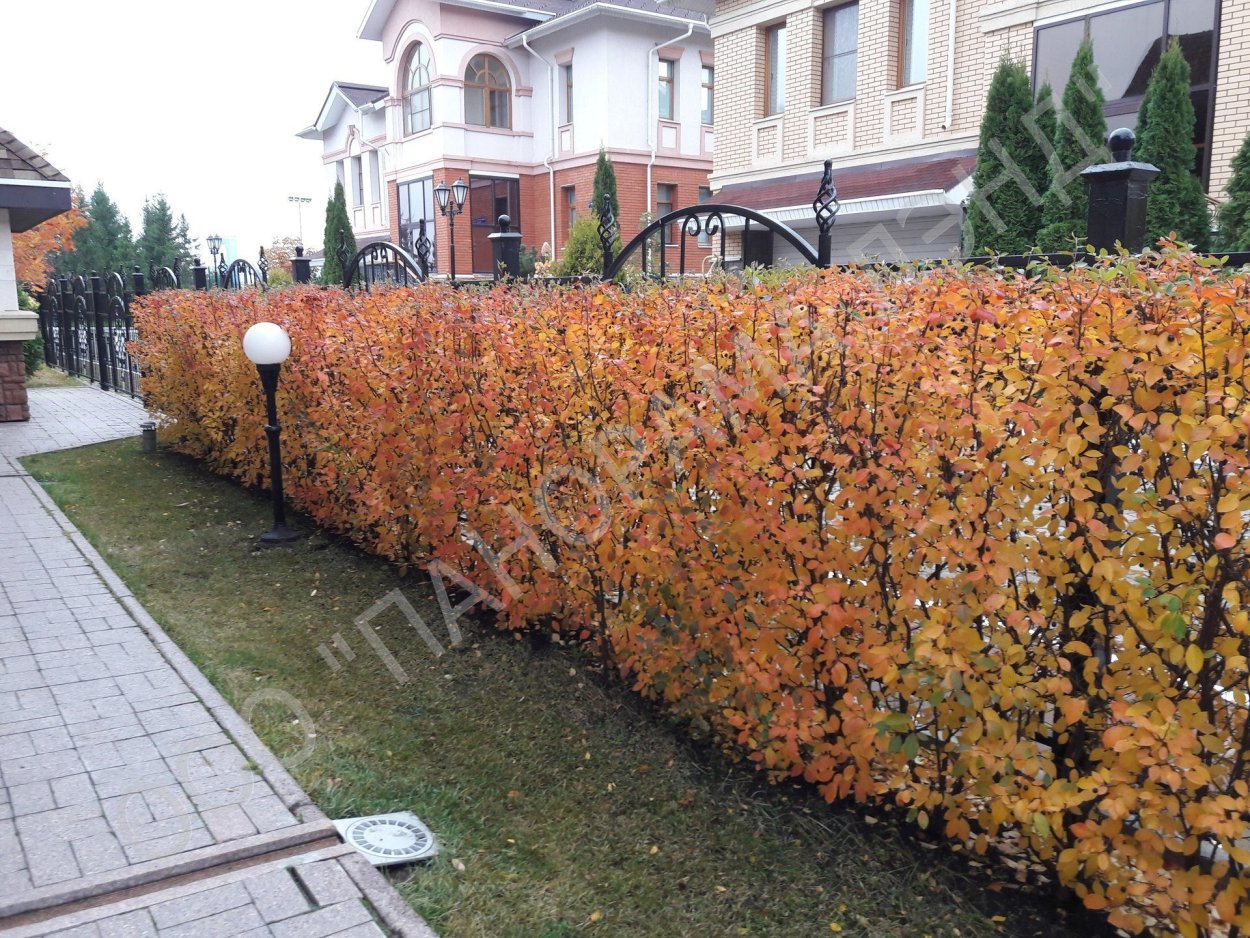 Кизильник Живая изгородь осенью