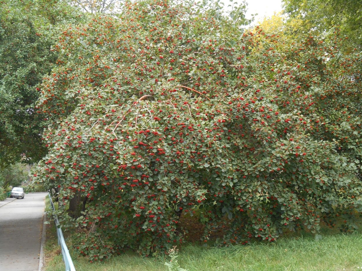 Боярышник Скарлет куст Живая изгородь