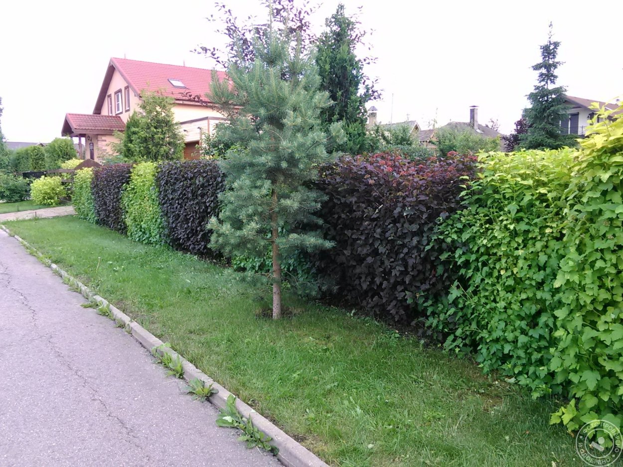 Живая изгородь из туи и спиреи