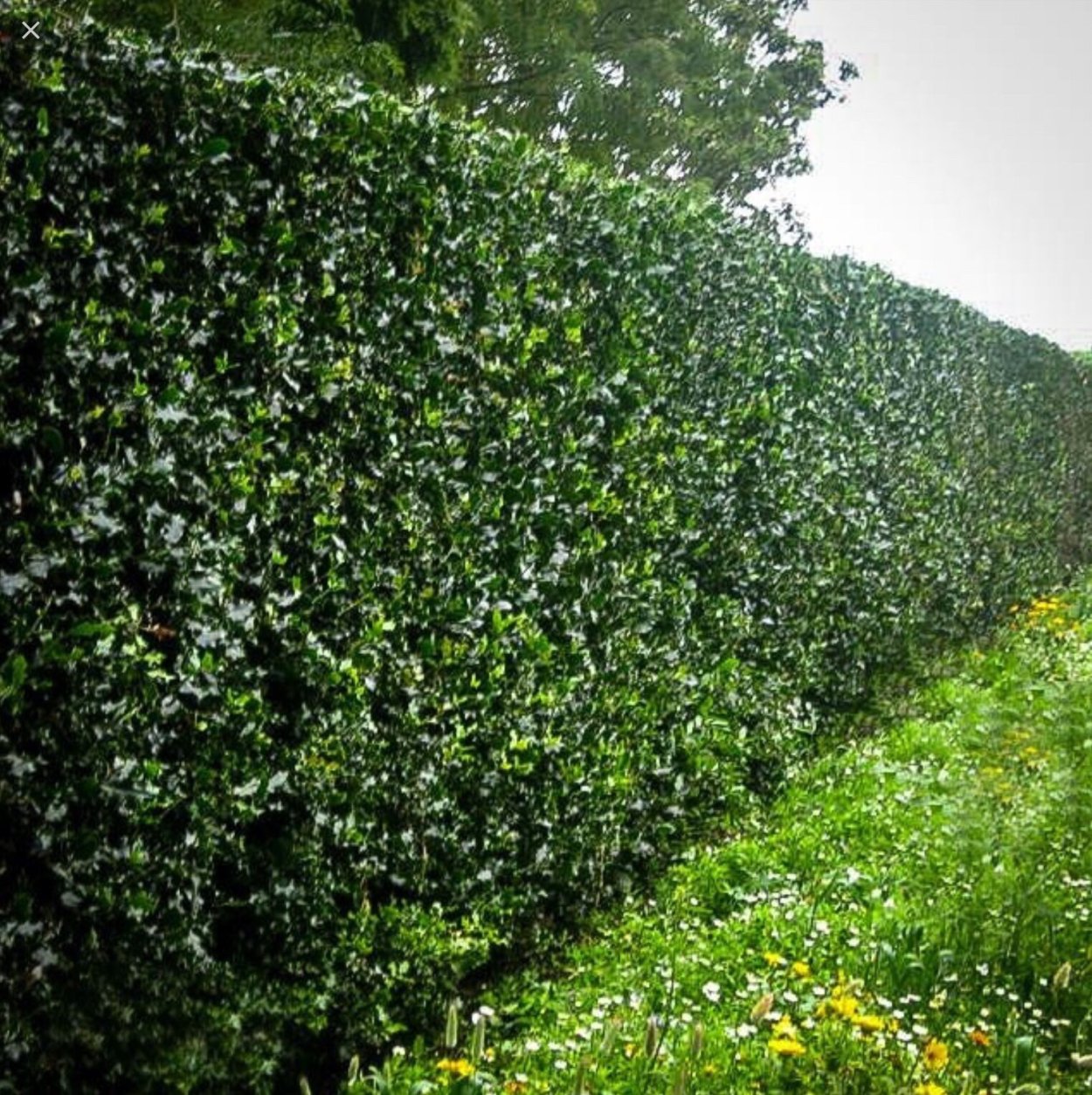 Боярышник кроваво-красный Живая изгородь