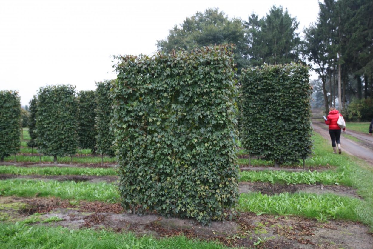 Клен Гиннала изгородь