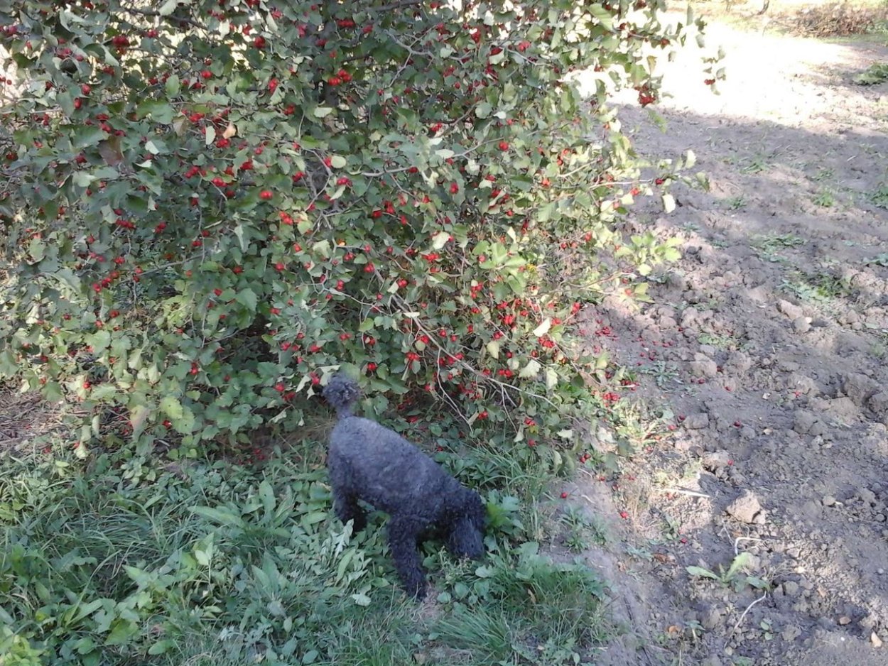 Боярышник Живая изгородь зимой