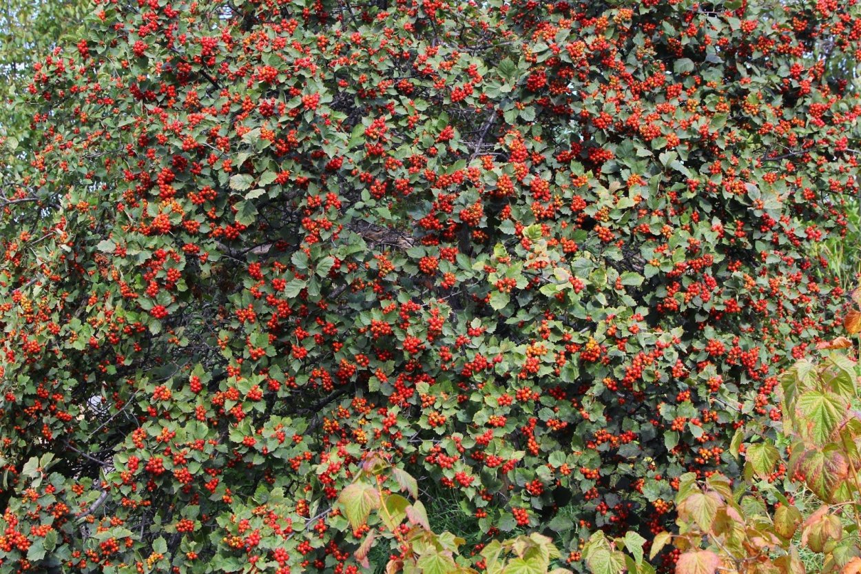 Боярышник Сибирский куст