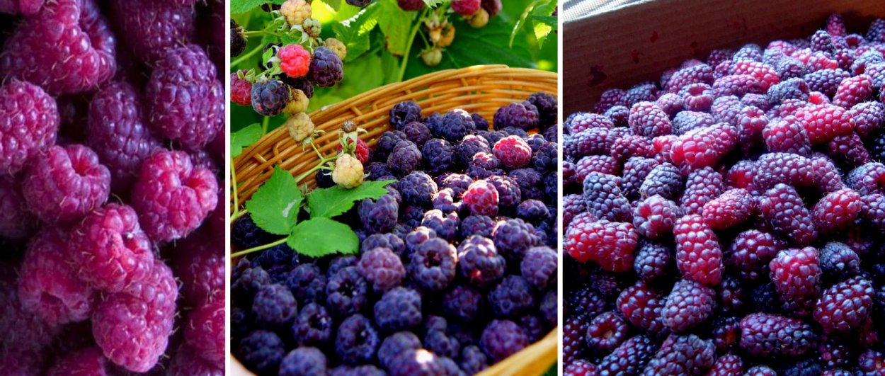 Малина Глен