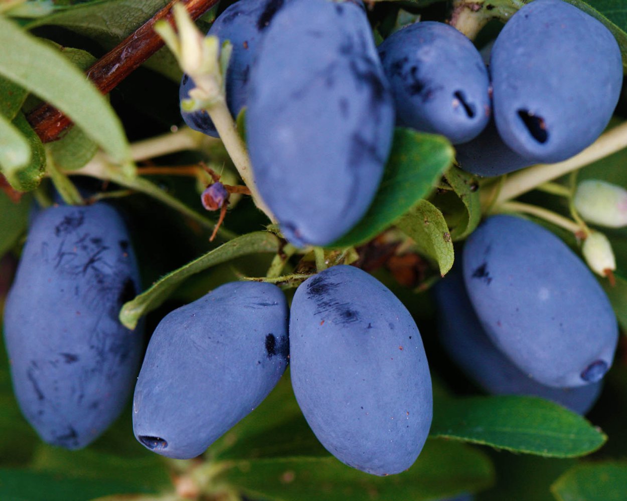Жимолость съедобная фианит