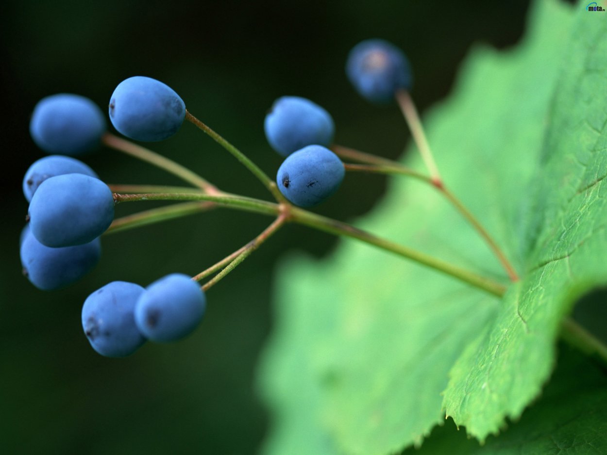 Голубая Лесная ягода