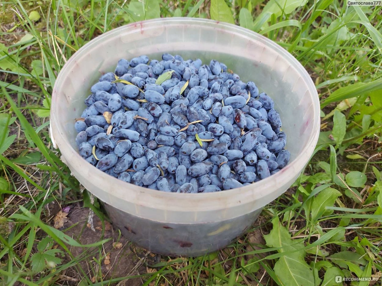 Ягод много не бывает