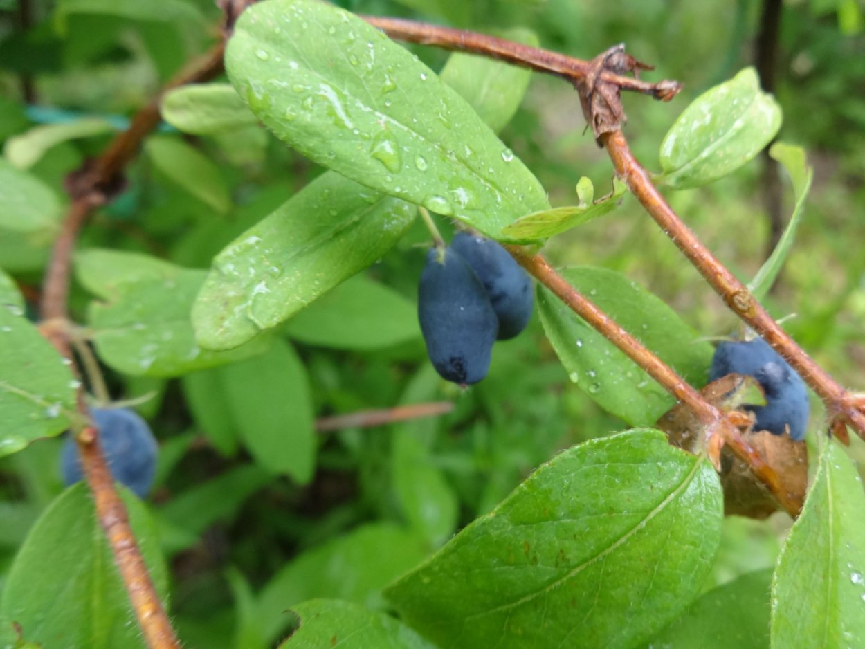 Жимолость Лесная