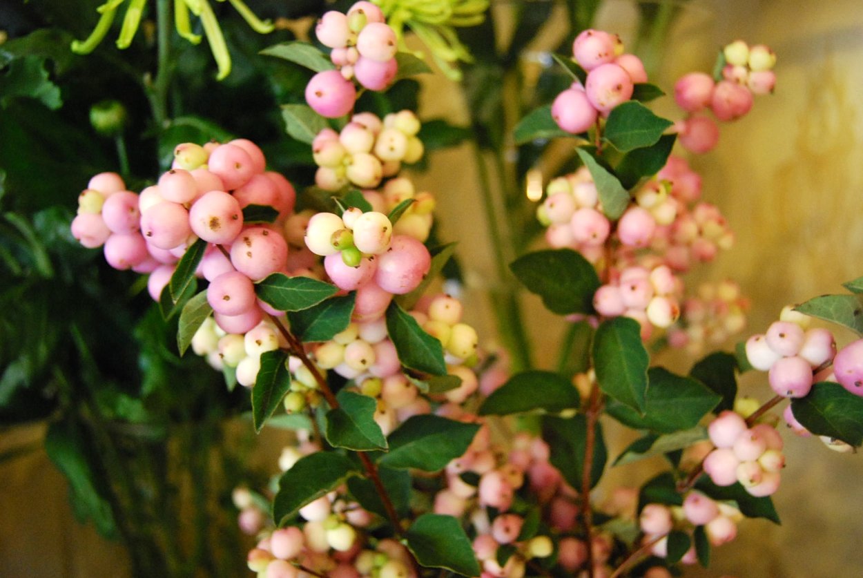 Снежноягодник Доренбоза